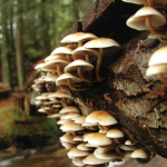 mushrooms--close-up